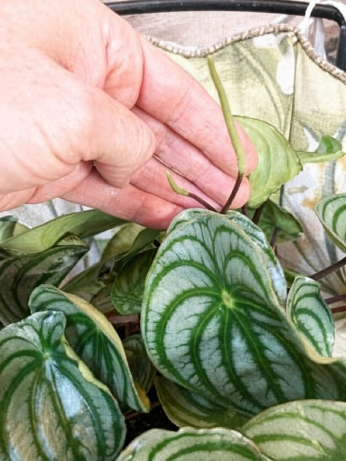 watermelon peperomia pup at petiole