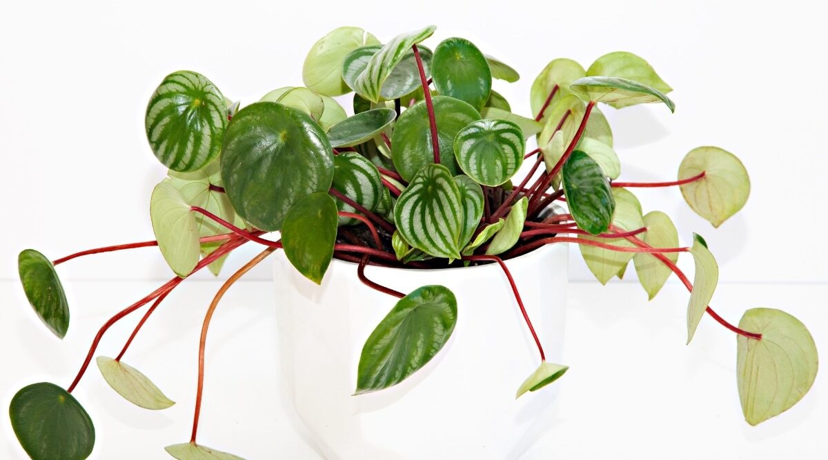 watermelon peperomia white pot windowsill