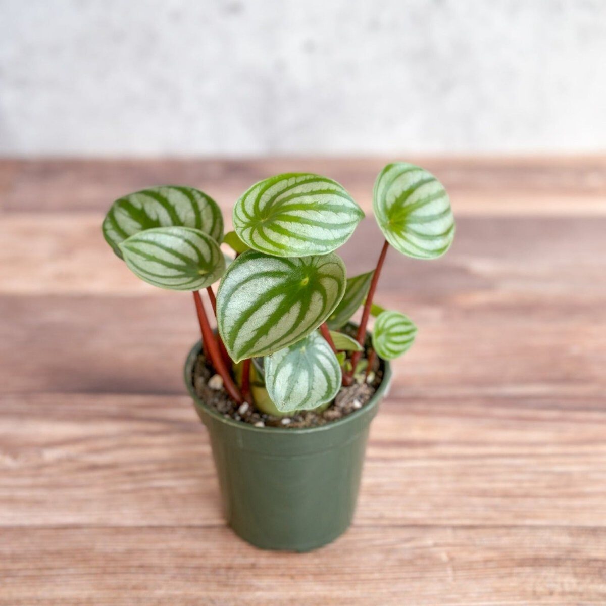 watermelon peperomia wooden stand shelf
