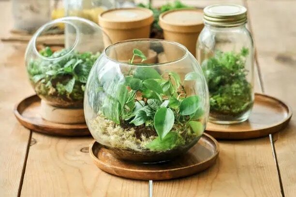 watermelon peperomia open terrarium