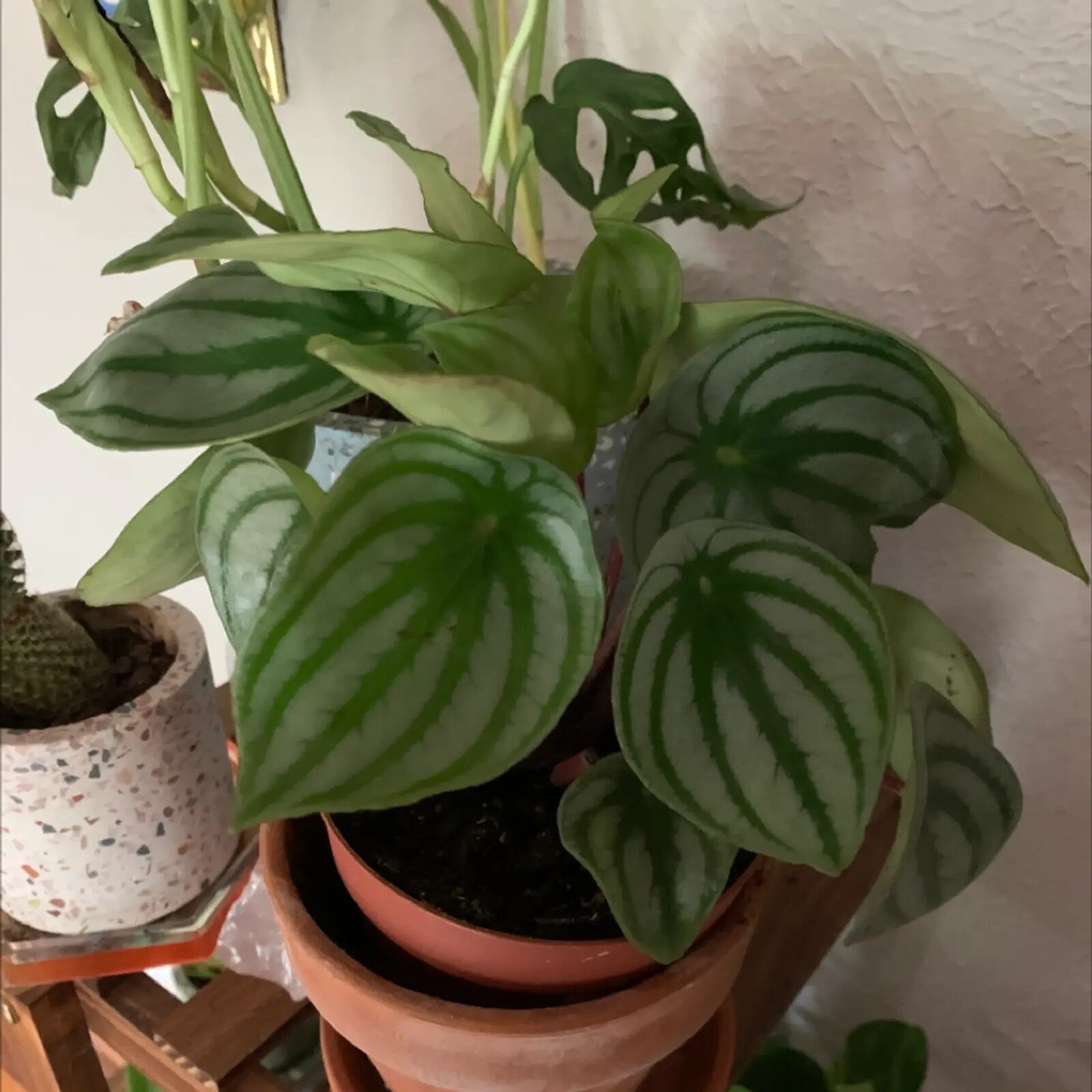 watermelon peperomia behind sheer curtain