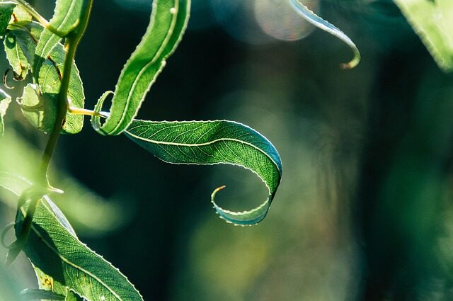 watermelon peperomia leaf cutting