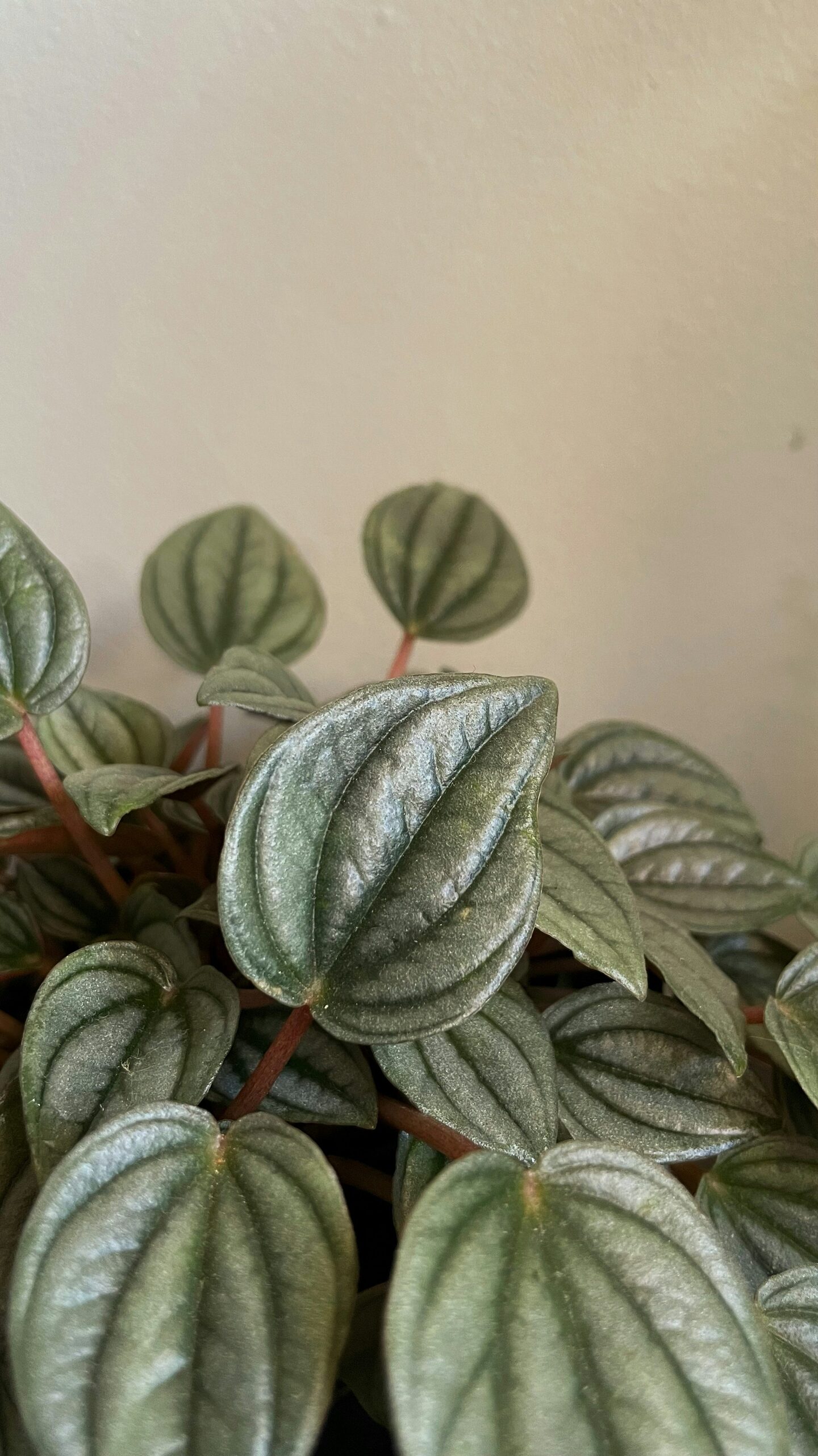 watermelon peperomia leaf close-up
