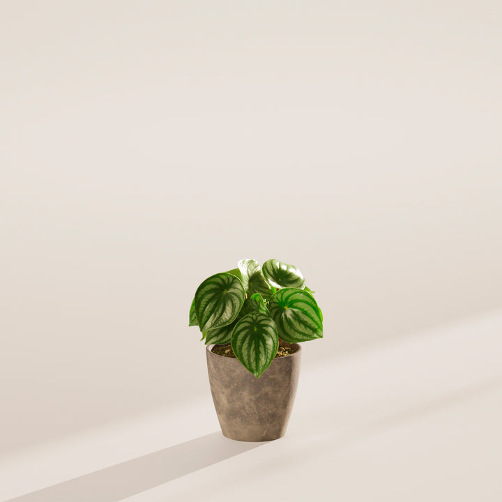 watermelon peperomia with ferns window