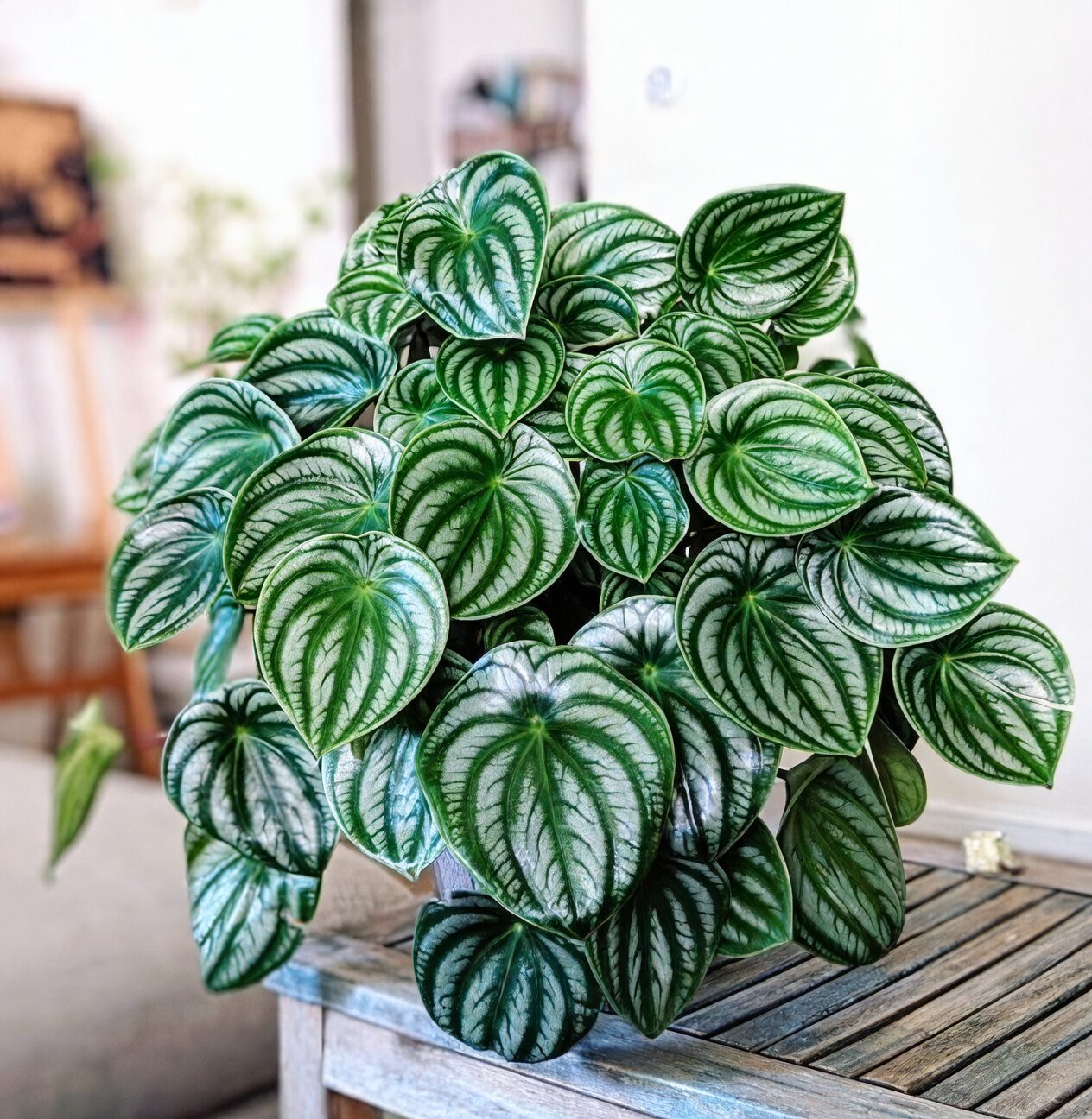 watermelon peperomia bright window sheer curtain