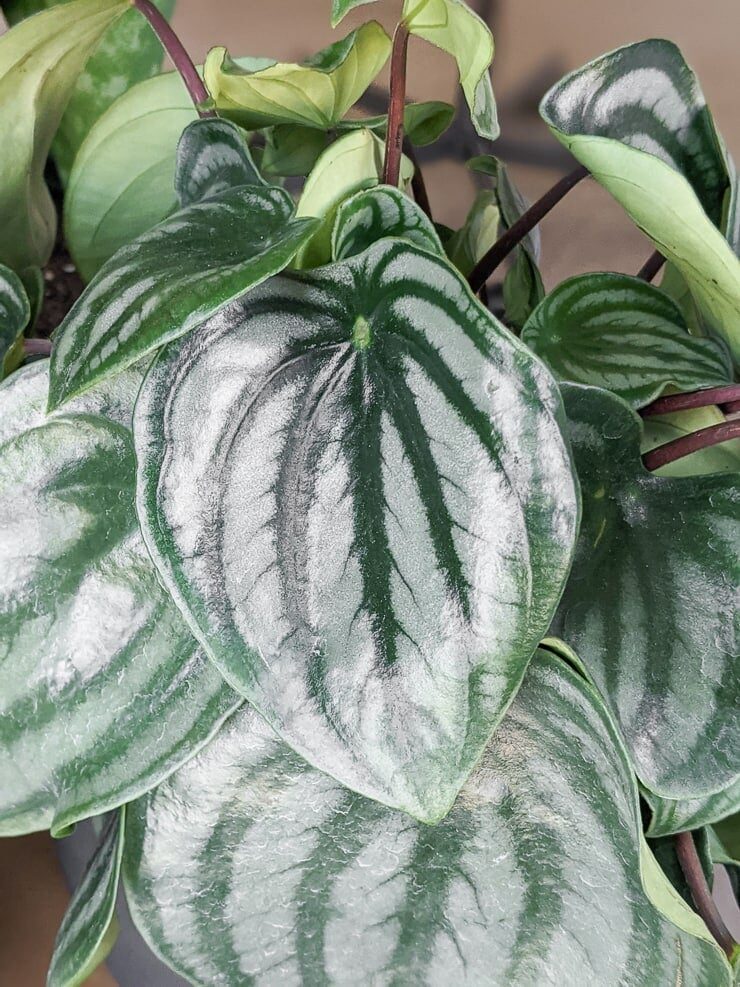 watermelon peperomia leaf close-up