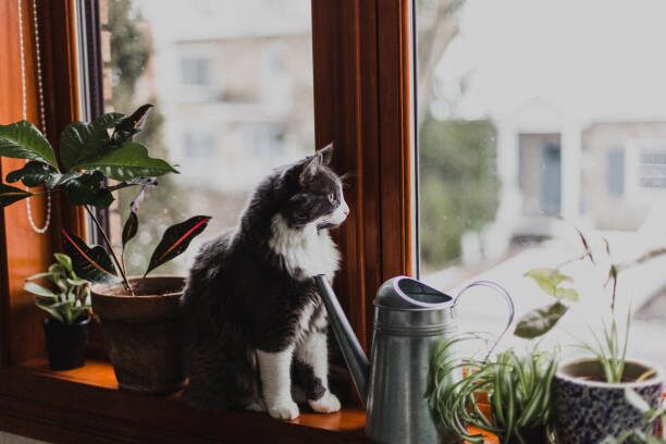 watermelon peperomia cat window shelf