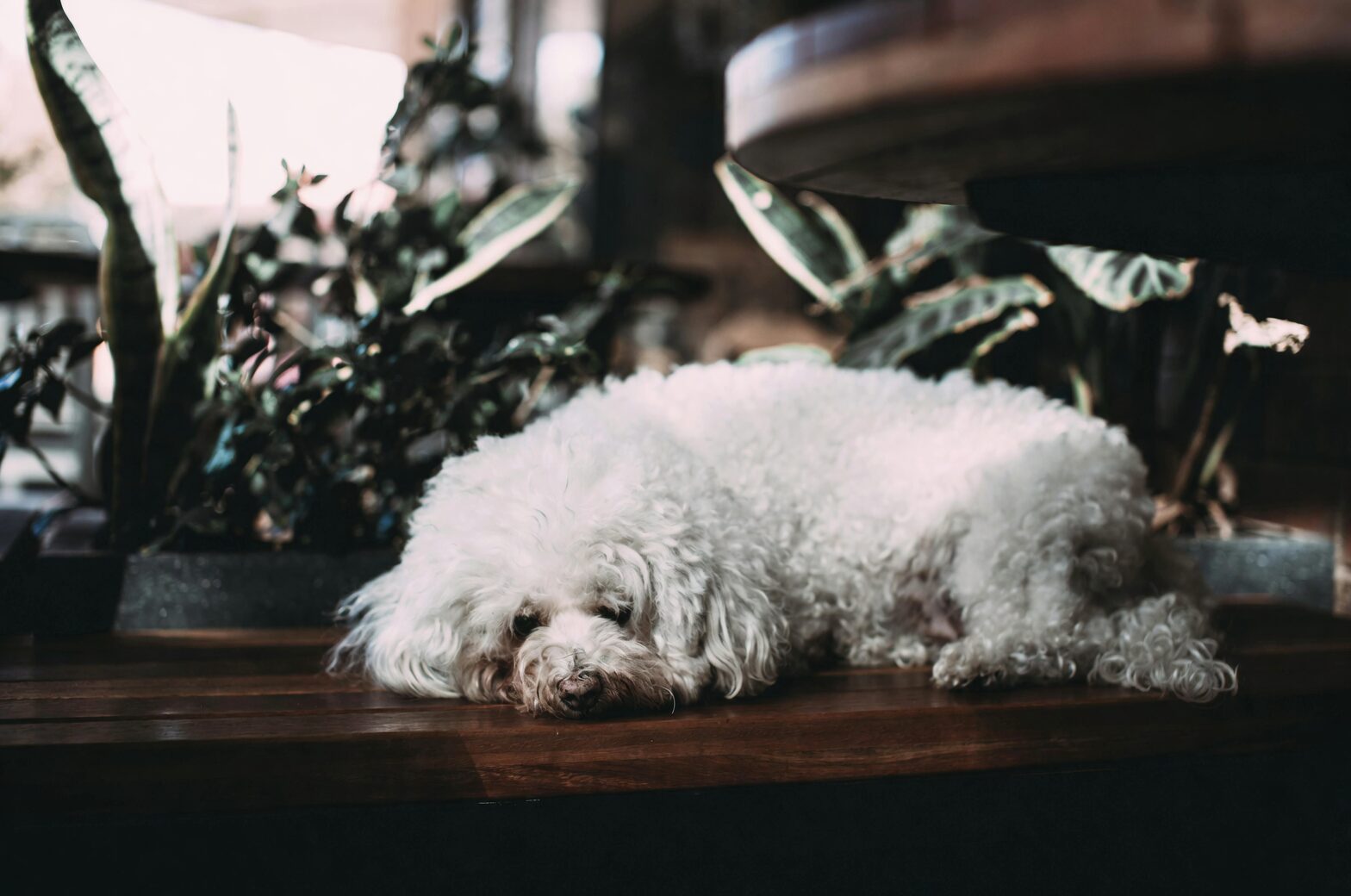 watermelon peperomia wall shelf dog