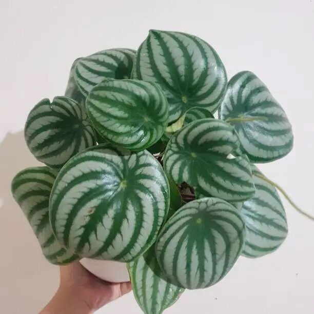 watermelon peperomia soil pebbles cover