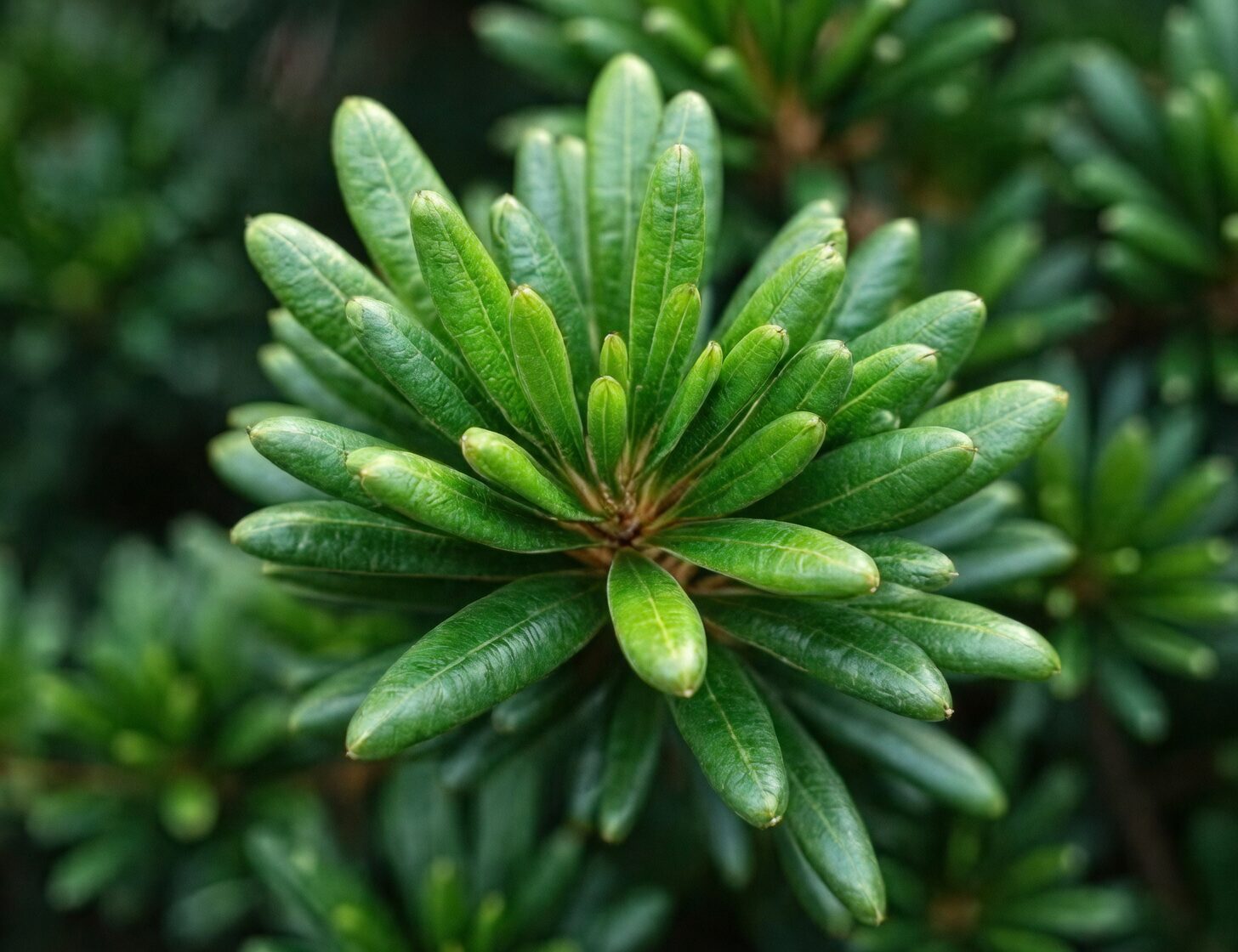 podocarpus glossy leaves close-up