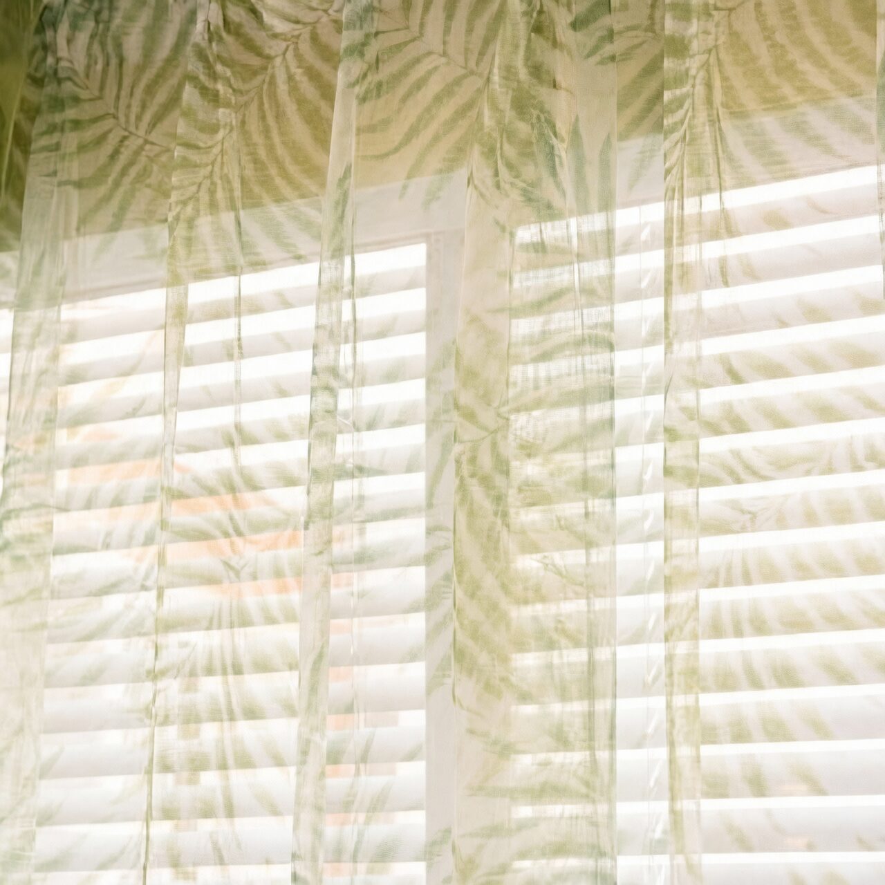 podocarpus by east window sheer curtain