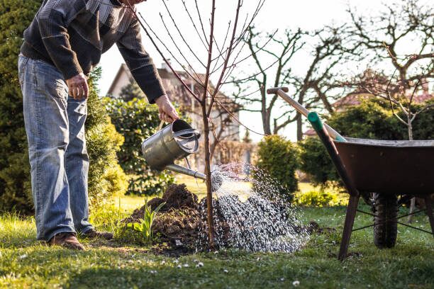 podocarpus watering until drainage