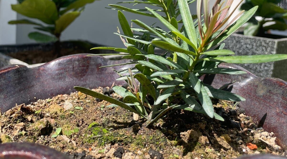 podocarpus repotting well-draining soil