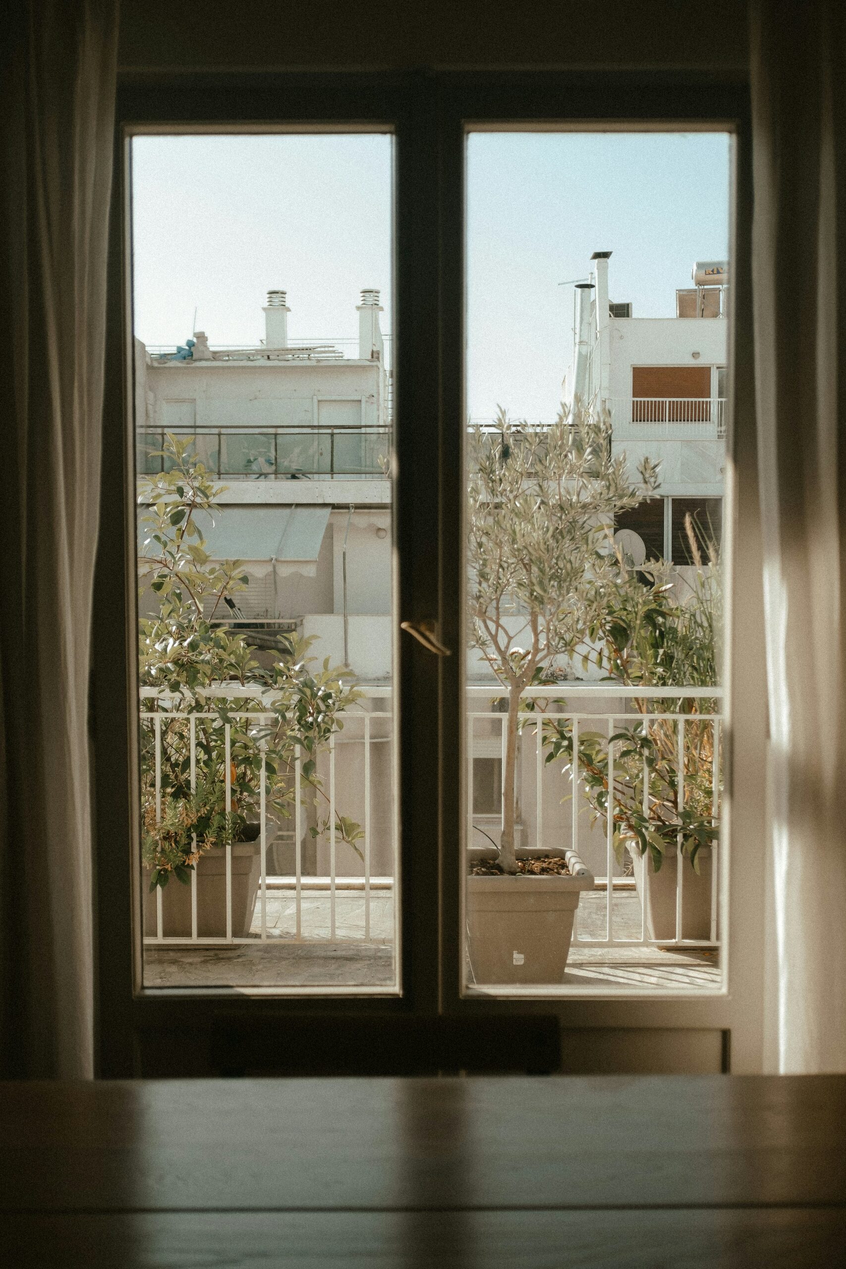 podocarpus shade net balcony
