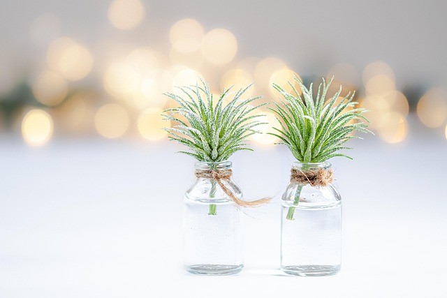 podocarpus hydroponic glass jar
