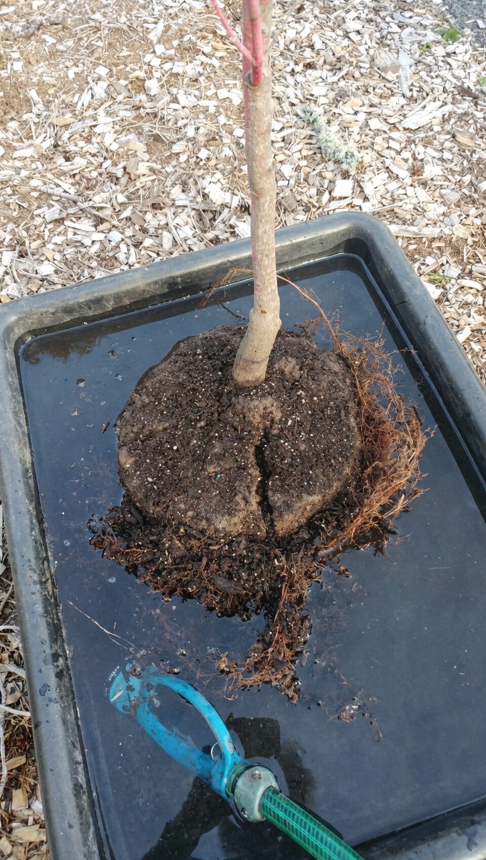 podocarpus root washing sink