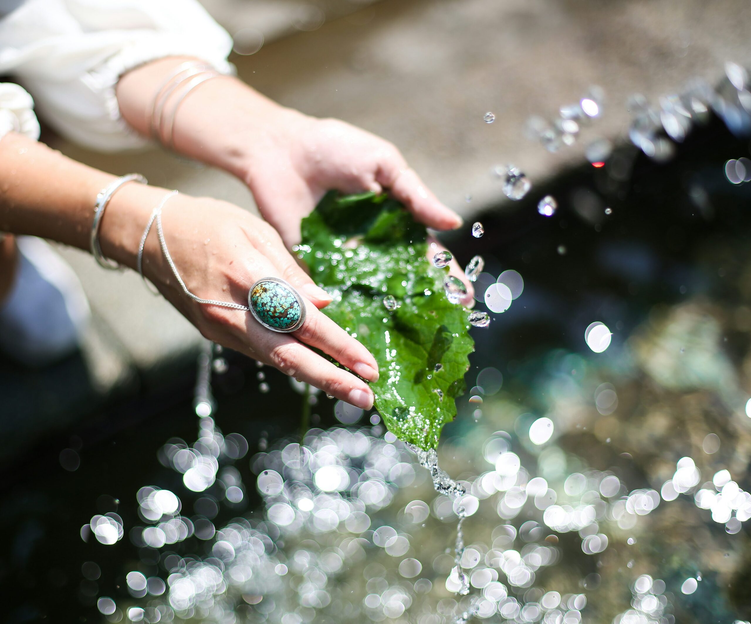 podocarpus water change hands