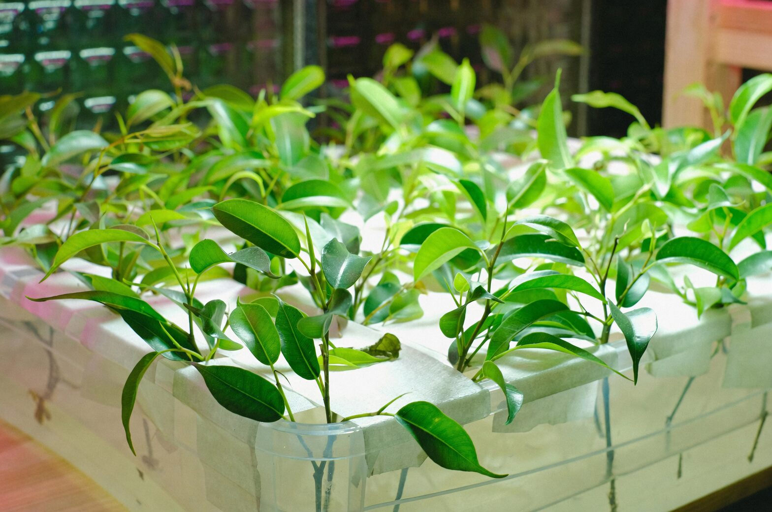 podocarpus hydroponic algae on glass