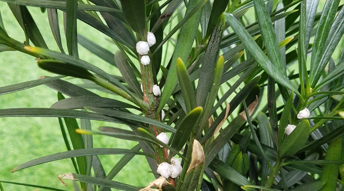 podocarpus scale insects leaf close-up