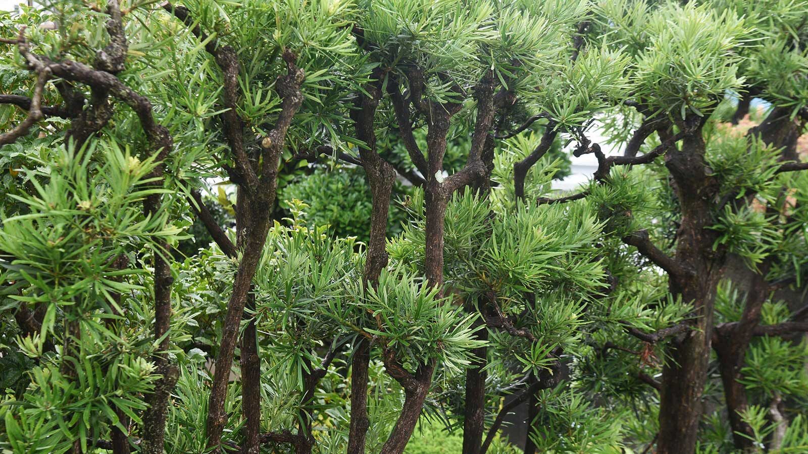 podocarpus by south window curtain