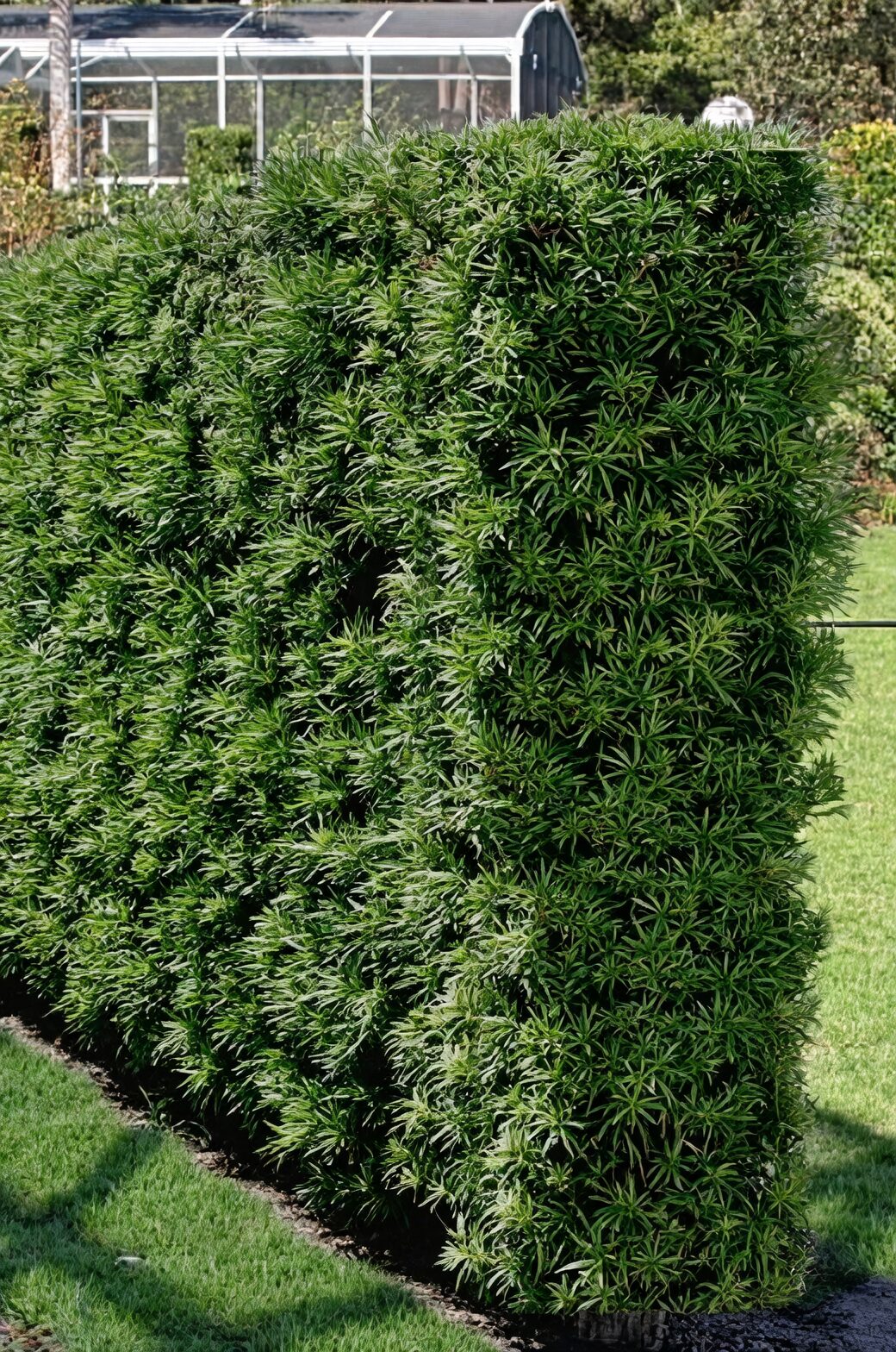 podocarpus leaf wiping by hand