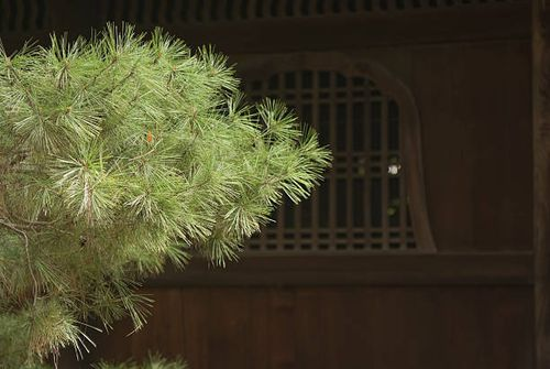 它为何总带“禅味”？从江南寺院到日本庭园，竹柏的旅居史与名字误会