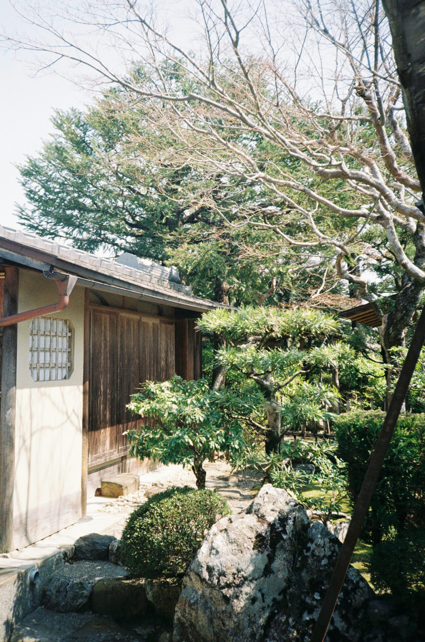 podocarpus hedge japanese garden
