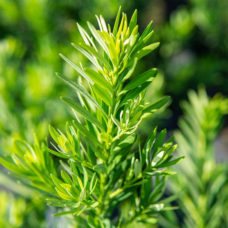 podocarpus and nageia leaf close-up