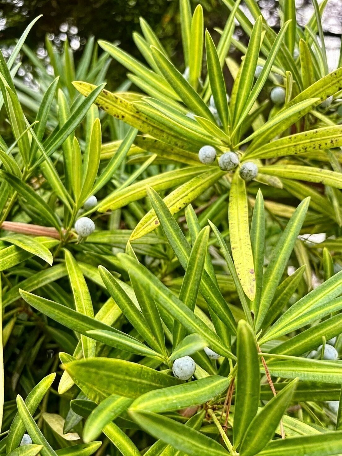podocarpus leaves glossy close-up