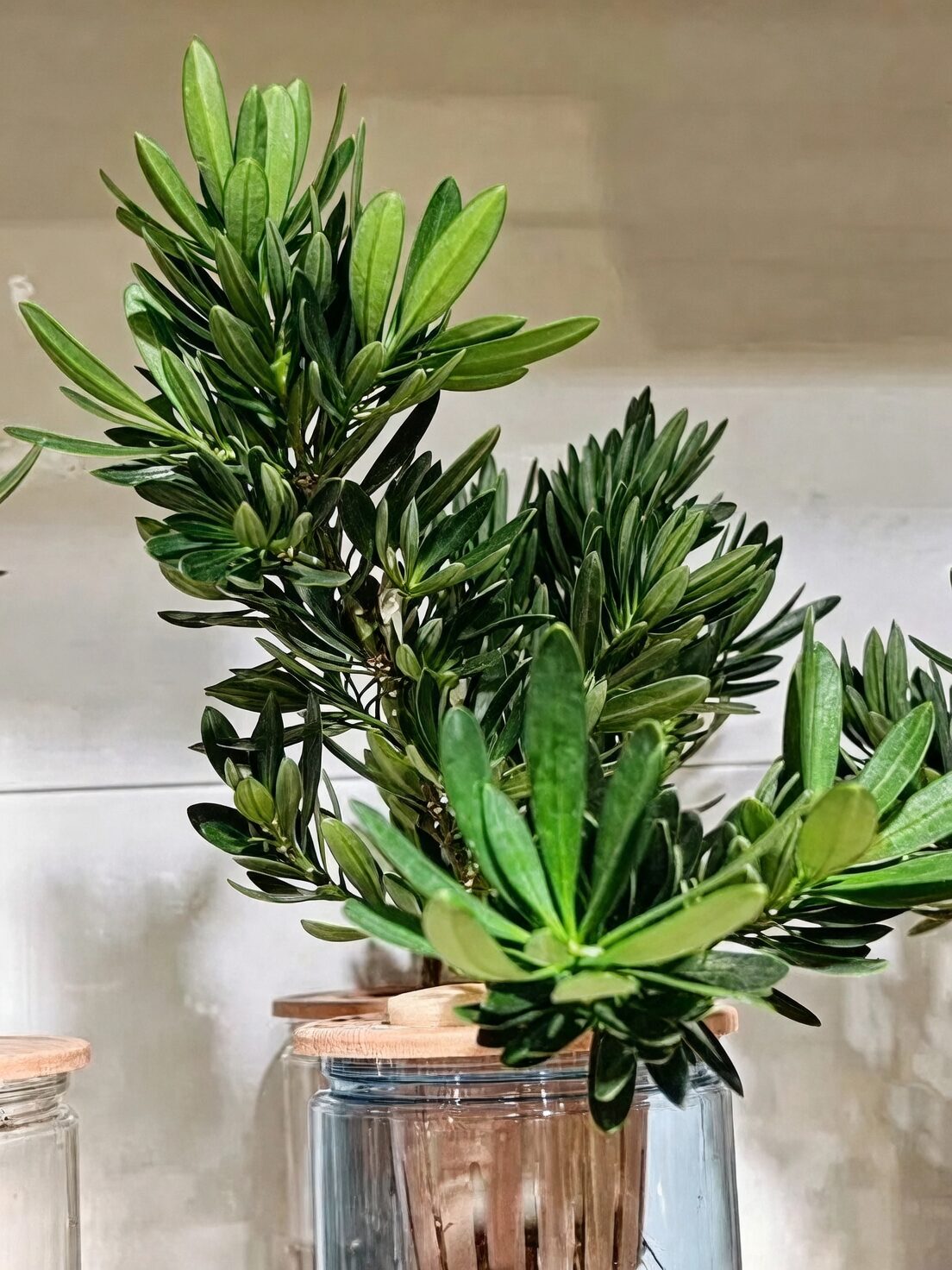podocarpus water propagation desk