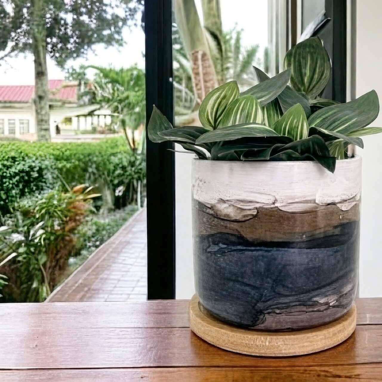 podocarpus ceramic pot slate stones