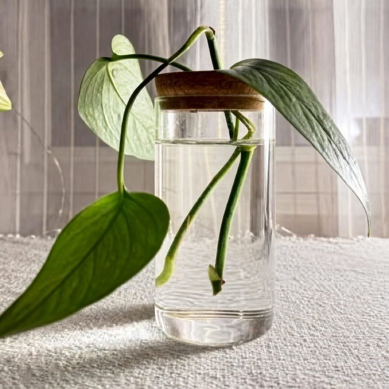 podocarpus hydroponic glass jar desk