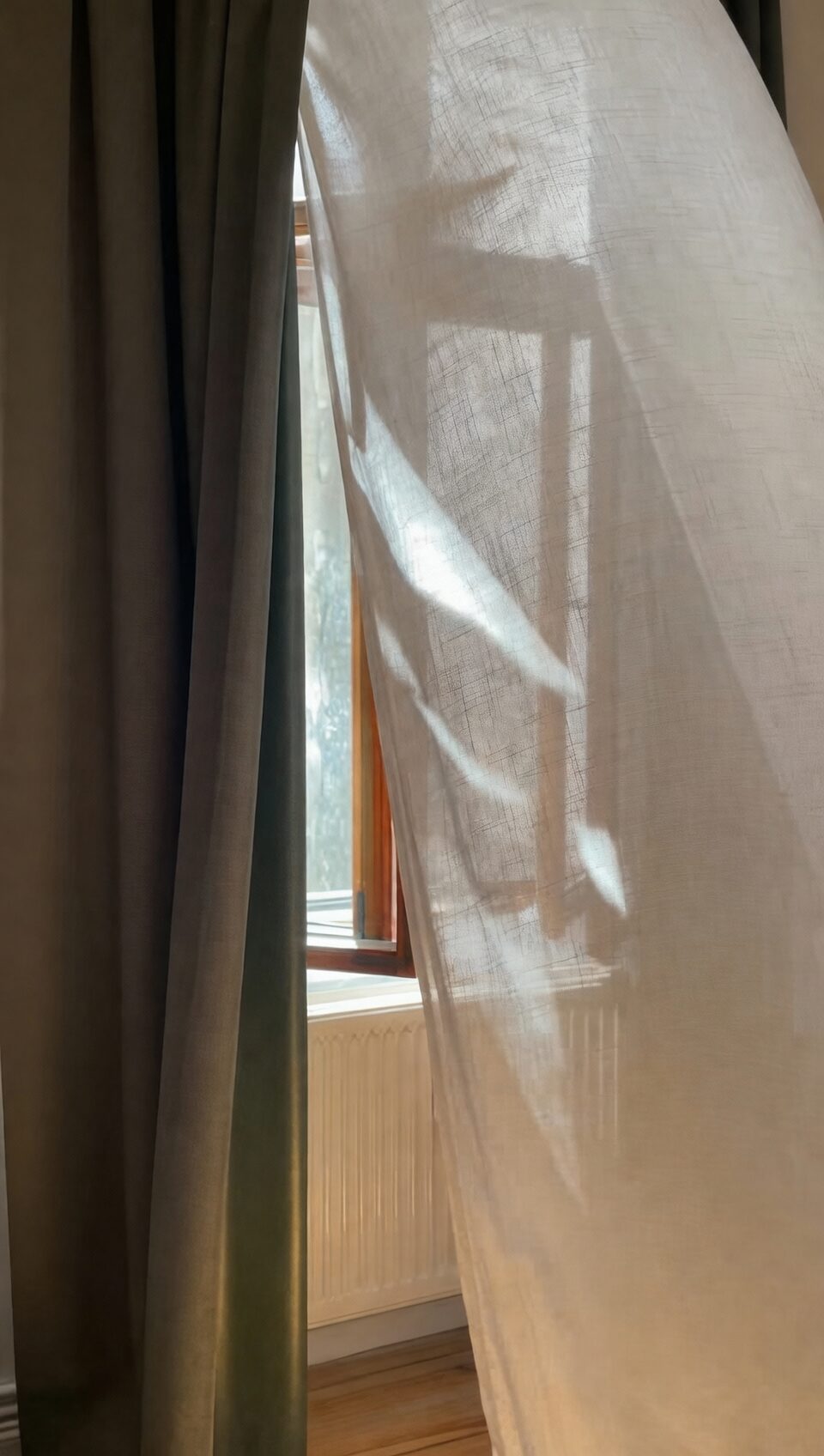 podocarpus by window sheer curtain