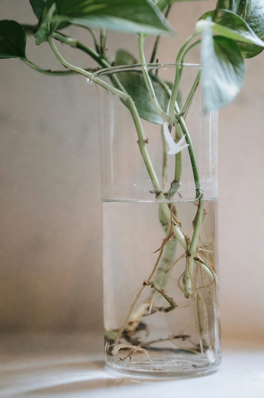 podocarpus water propagation glass vase