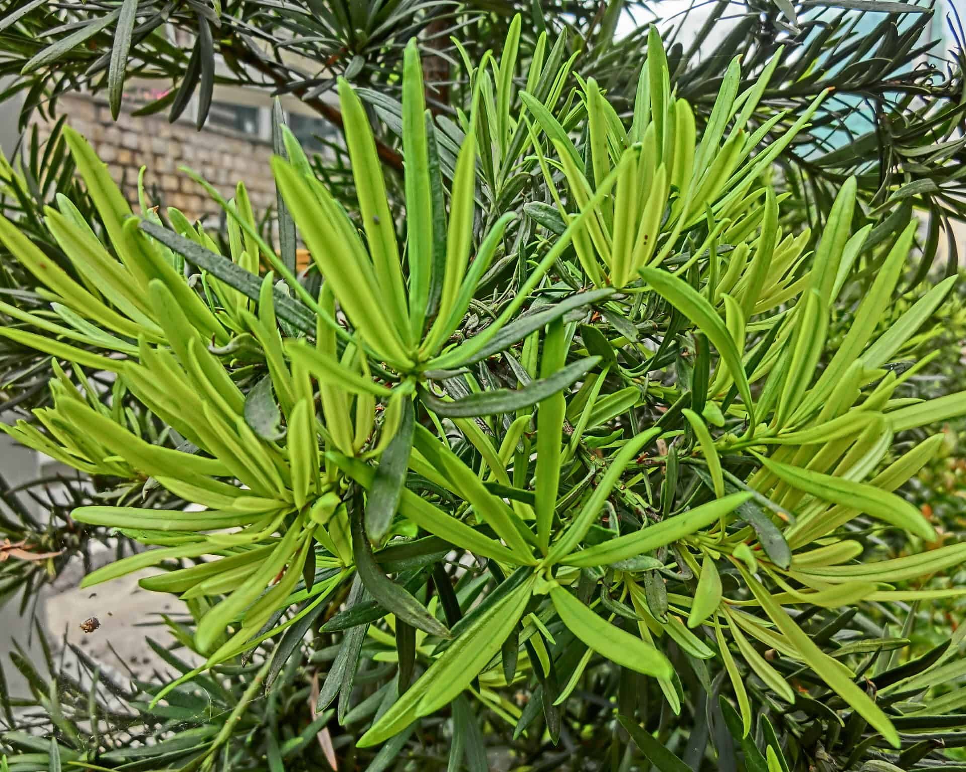 podocarpus macrophyllus leaf midrib close-up
