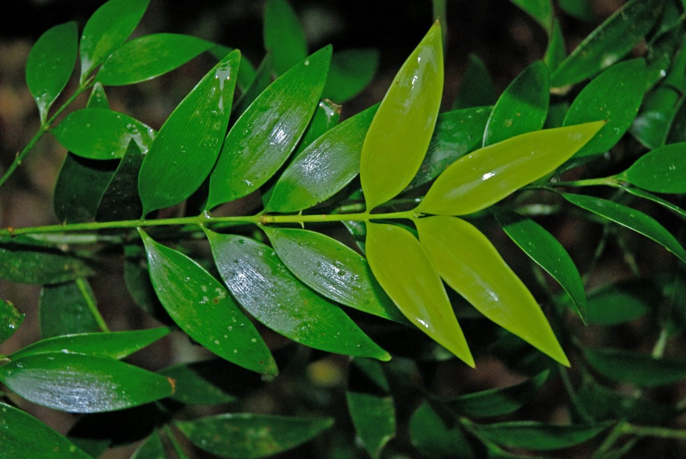 nageia nagi opposite leaves close-up