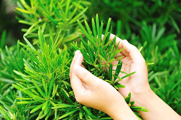 podocarpus macrophyllus leaf inspection hand