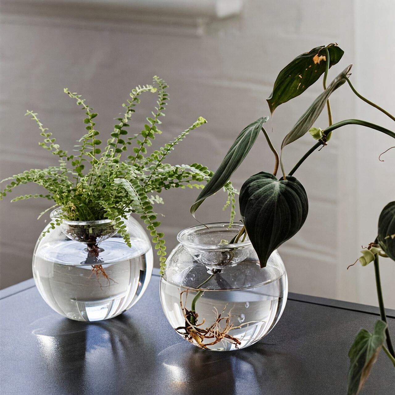 podocarpus macrophyllus water propagation glass vase