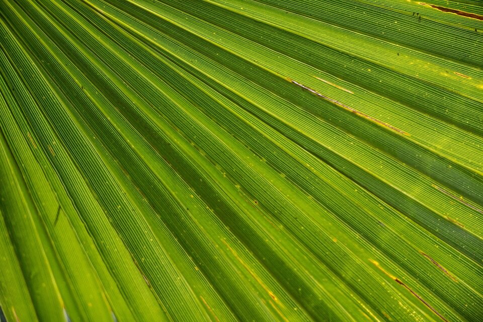cardboard palm leaf close-up
