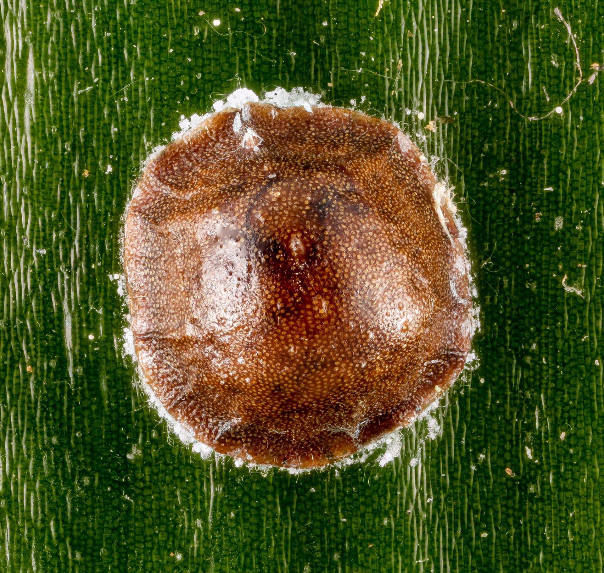 cardboard palm scale insects leaf back