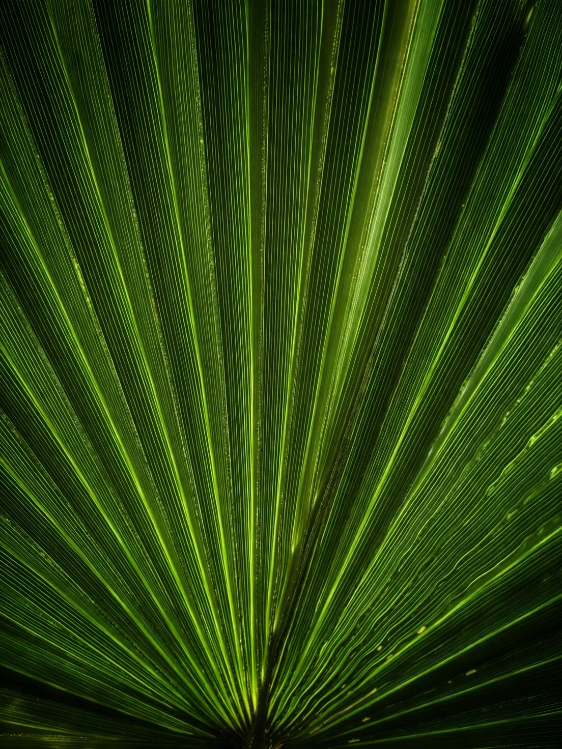 cardboard palm leaf texture close-up