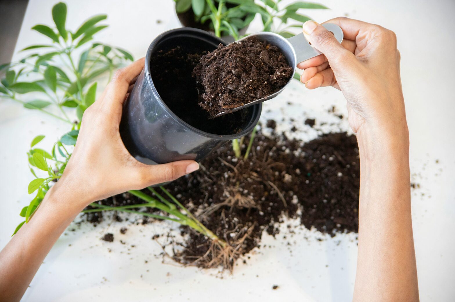 cardboard palm repotting soil mix