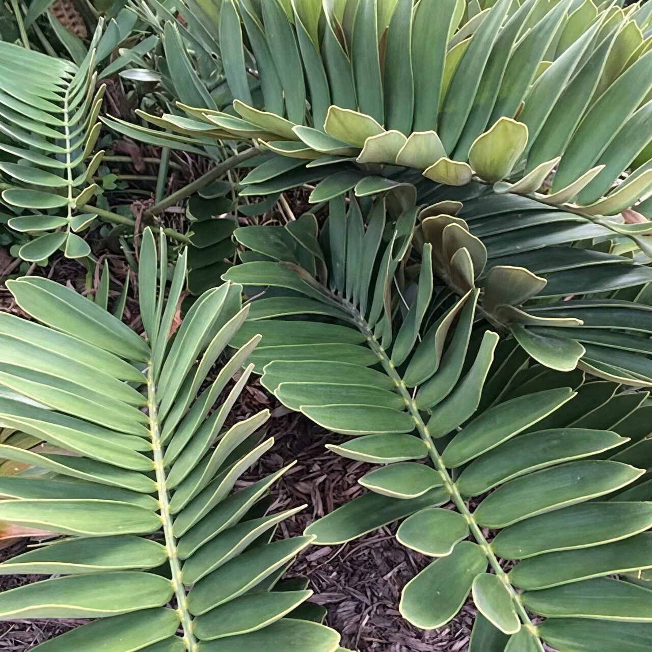 cardboard palm scale insects close-up