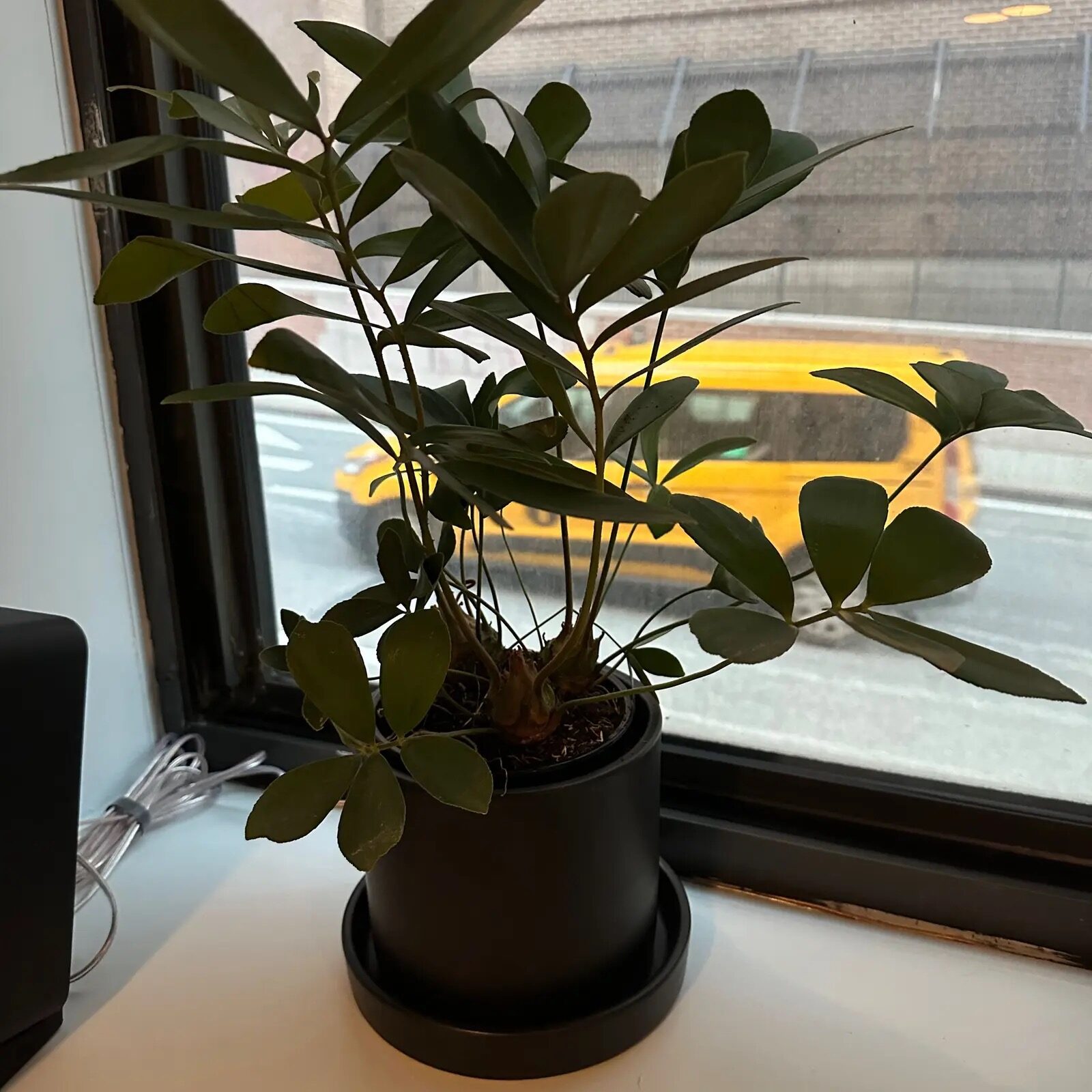 它为什么叫Cardboard Palm？美叶苏铁5个让人会心一笑的冷知识