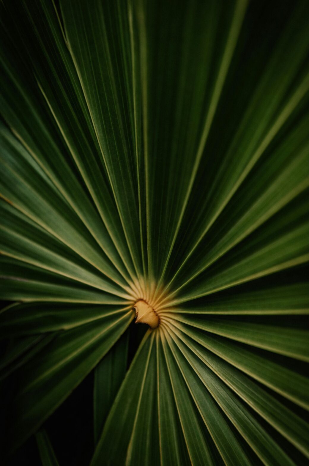 cardboard palm leaf close-up