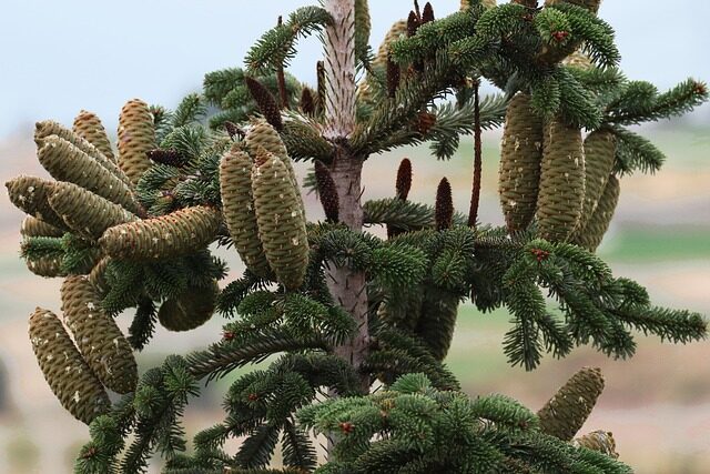 cardboard palm male female cones