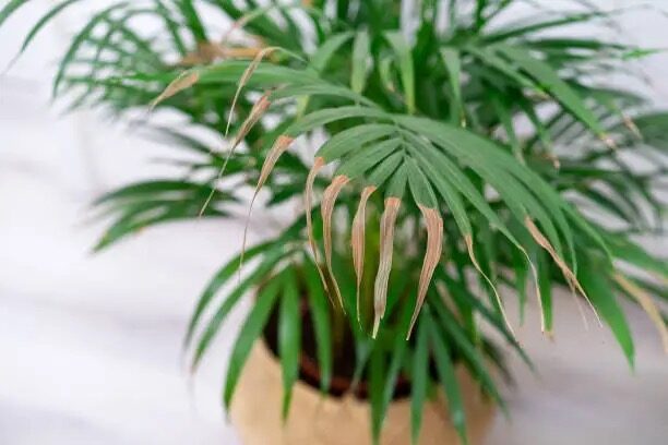 cardboard palm removing old leaves