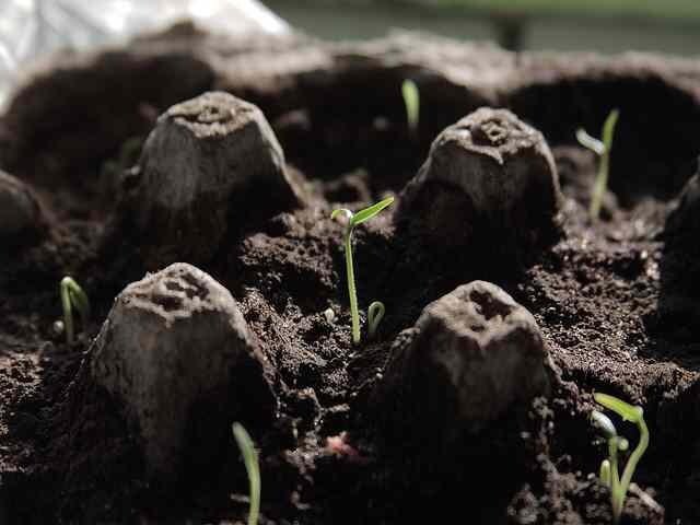 cardboard palm seed germination tray