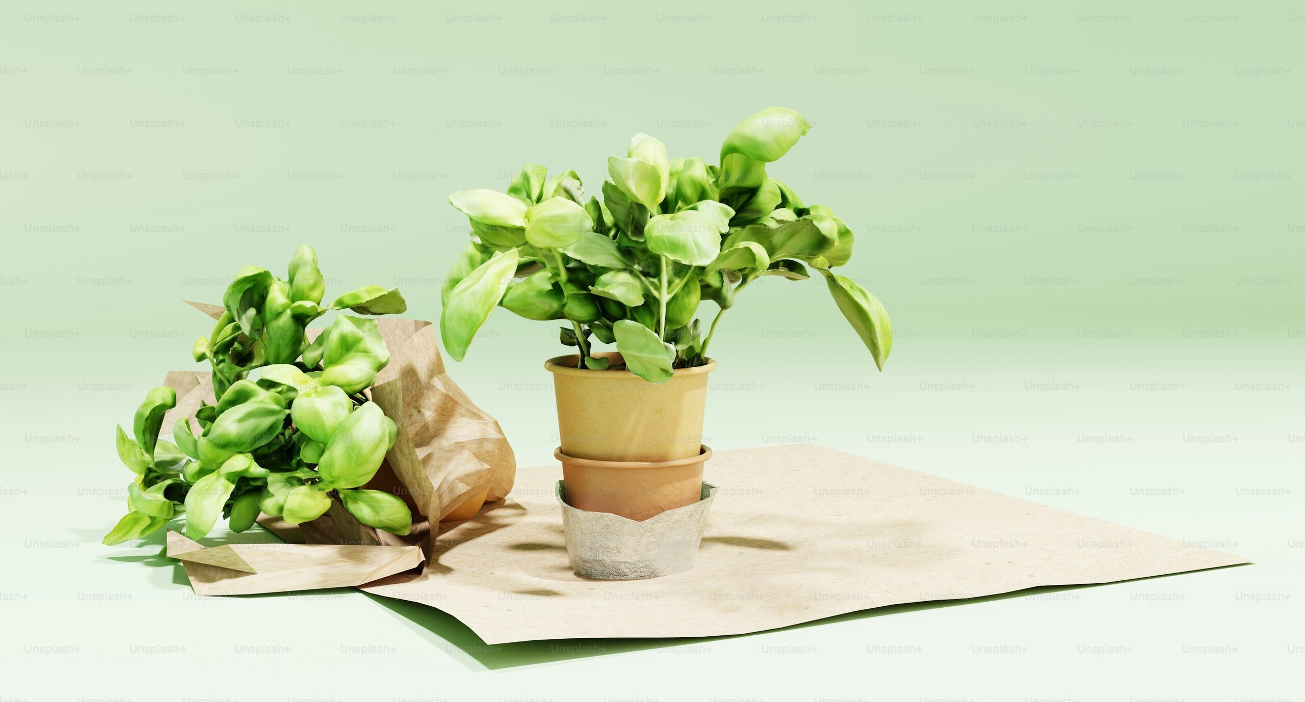 cardboard palm rectangular shallow planter