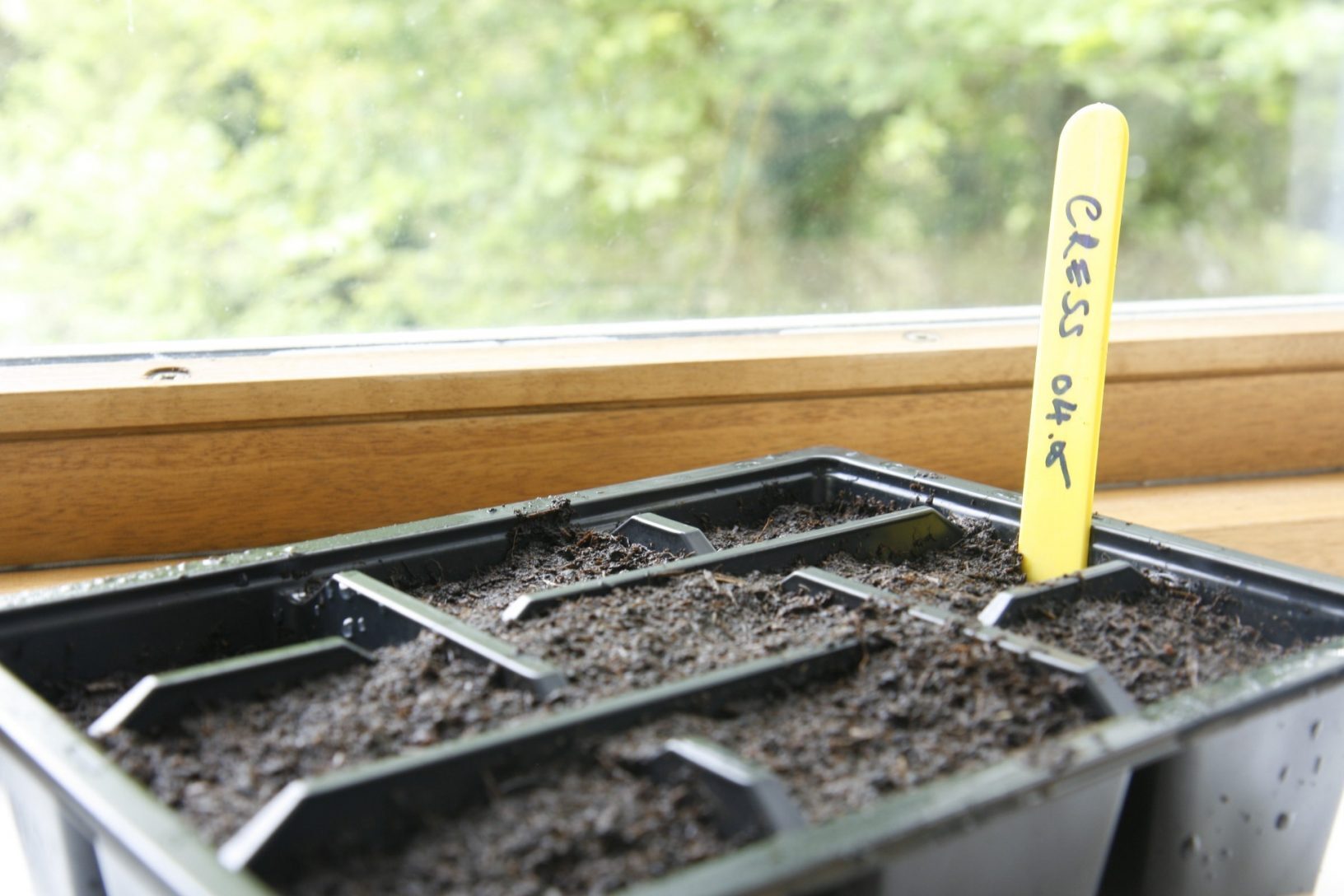 cardboard palm seed sowing tray